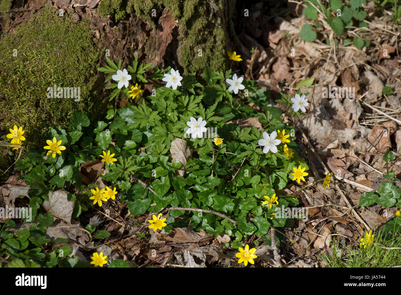 Early white wood anemone, Anemone nemorosa, and lesser celandine, Ranunculus verna, spring woodland flowers, pretty and open in the dappled light of a Stock Photo