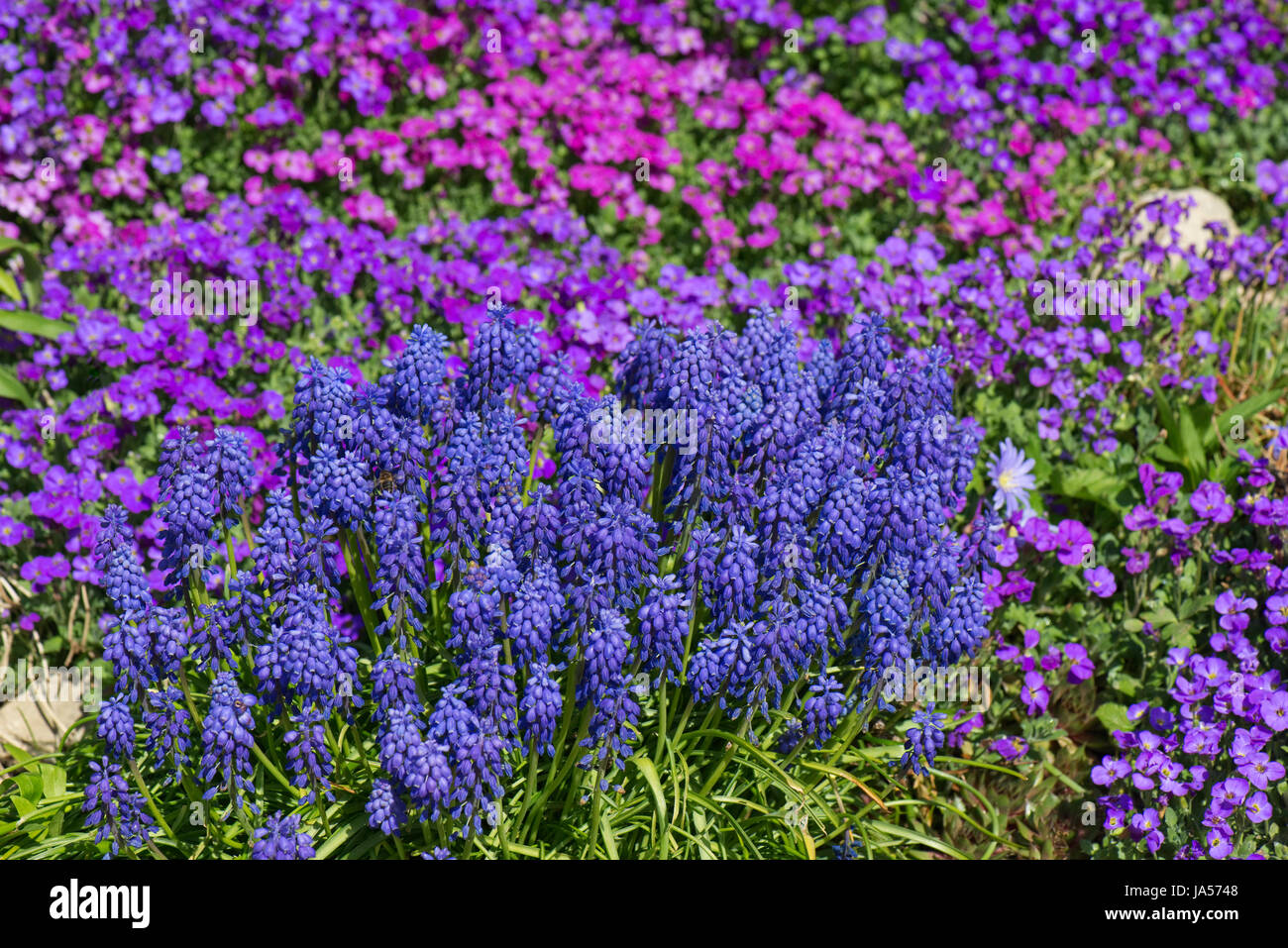 Aubretia, Aubrieta sp., and grape hyacinth, Muscari sp., blue, pink and red early spring flowers on a garden rockery, Berkshire, March Stock Photo