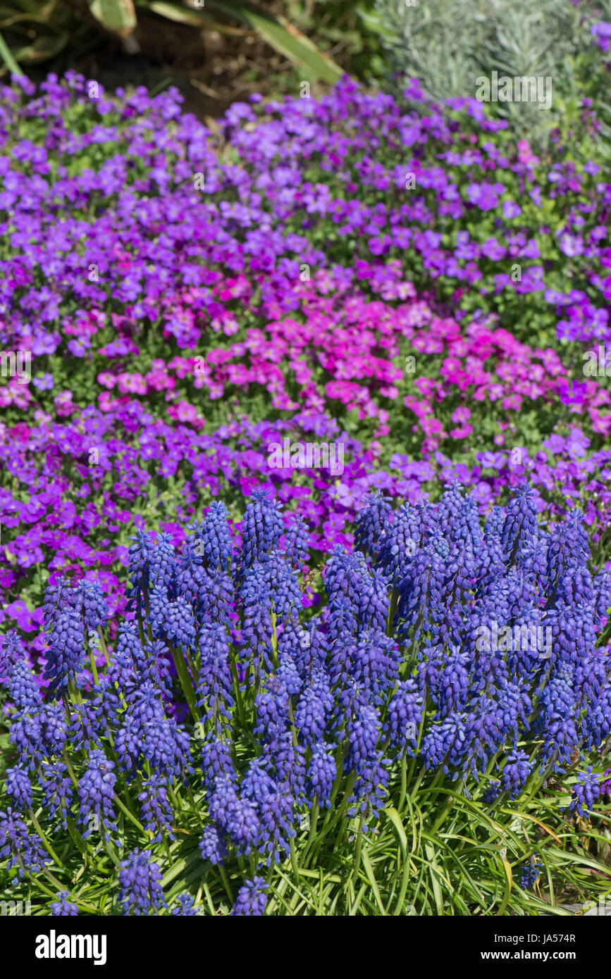 Aubretia, Aubrieta sp., and grape hyacinth, Muscari sp., blue, pink and red early spring flowers on a garden rockery, Berkshire, March Stock Photo