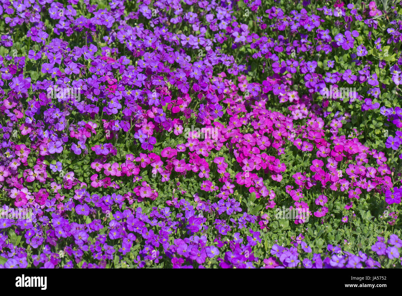 Aubretia, Aubrieta sp., bright colourful pink and red early spring flowers on a garden rockery, Berkshire, March Stock Photo