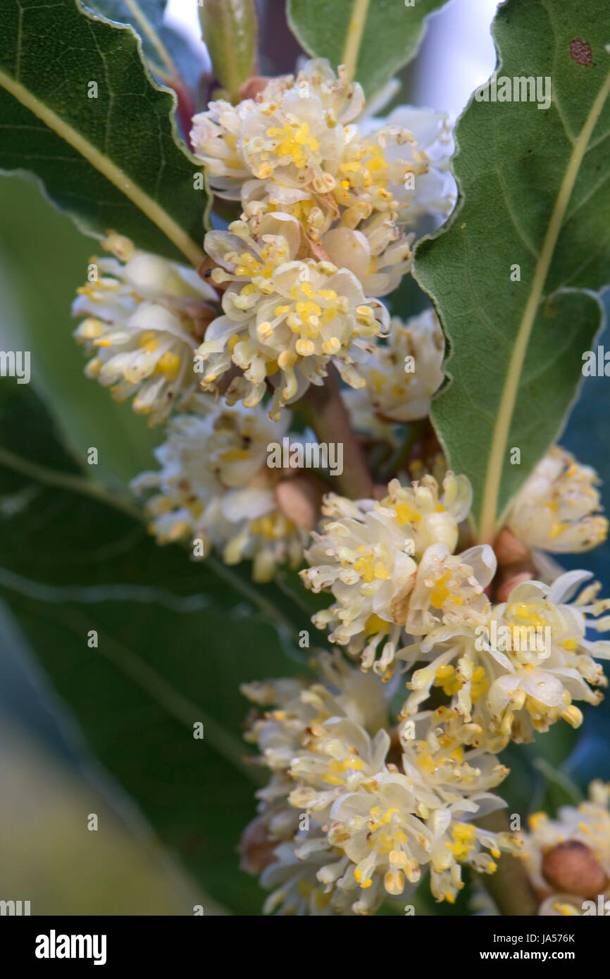 Bay laurel or sweet bay, Larurus nobilis, flowers and leaves of herb / spice shrub, Berkshire, April Stock Photo