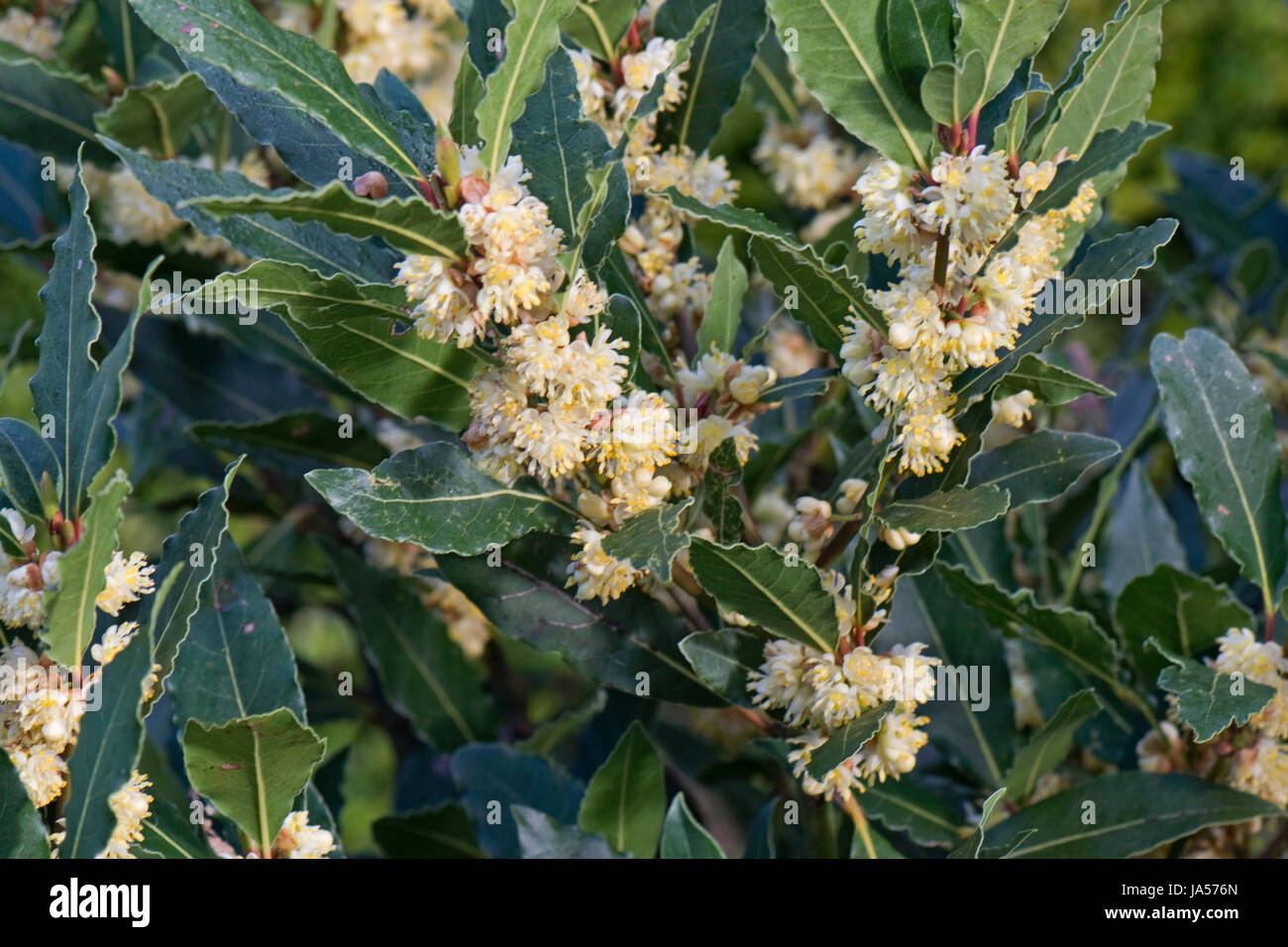 Bay laurel or sweet bay, Larurus nobilis, flowers and leaves of herb / spice shrub, Berkshire, April Stock Photo