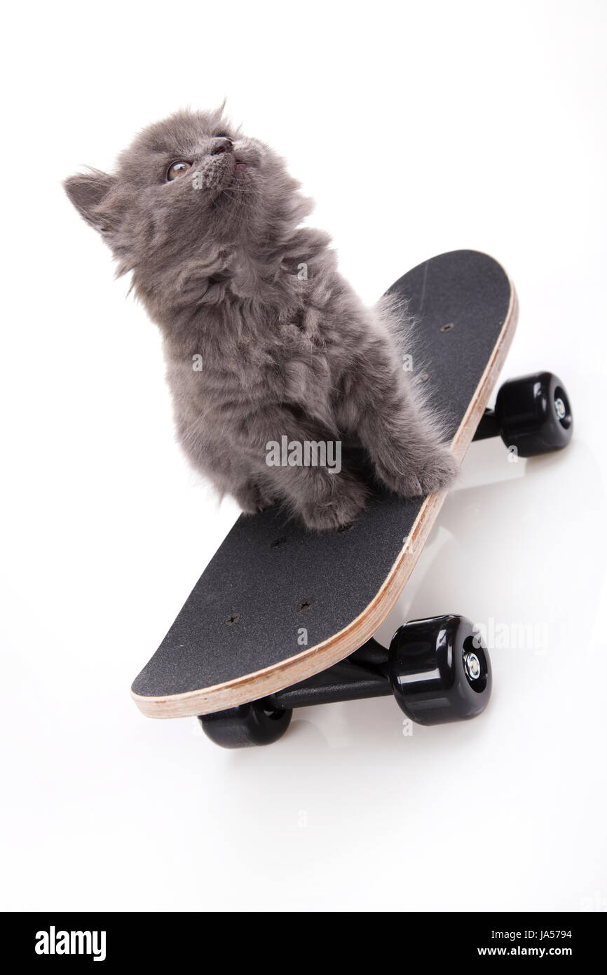 animal, pet, skate, funny, cat baby, kitten, skateboard, pussycat, cat  Stock Photo - Alamy