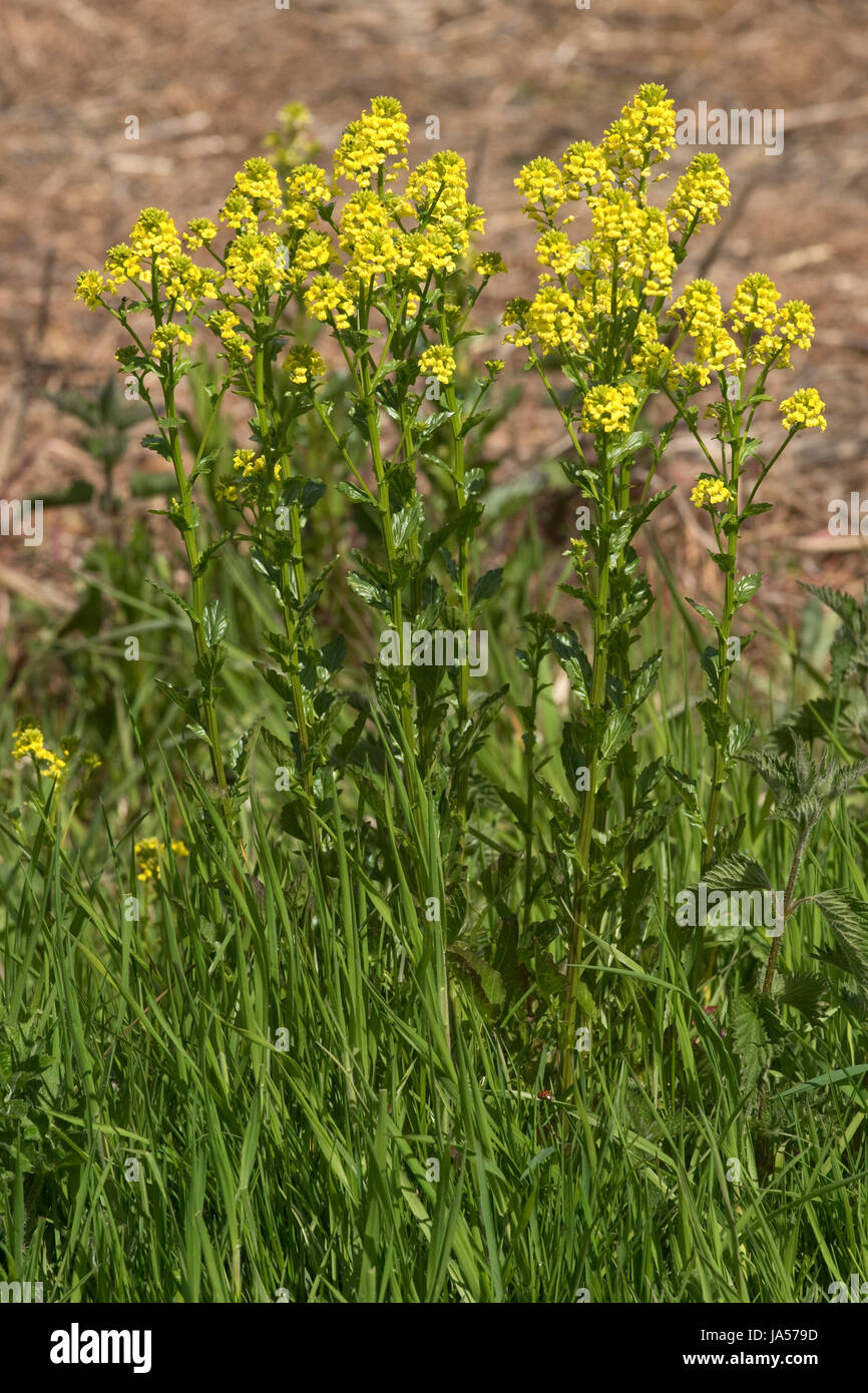 Bittercress or rocketcress, Barbarea vulgaris, yellow flowering plant, Berkshire, May Stock Photo