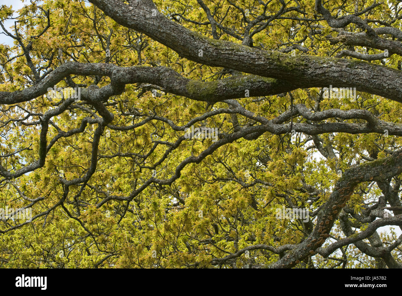 Dramatic dark branches of an oak tree, Quercus robur, silhouetted against fresh light green leaves and flowers in springtime, Berkshire, May Stock Photo