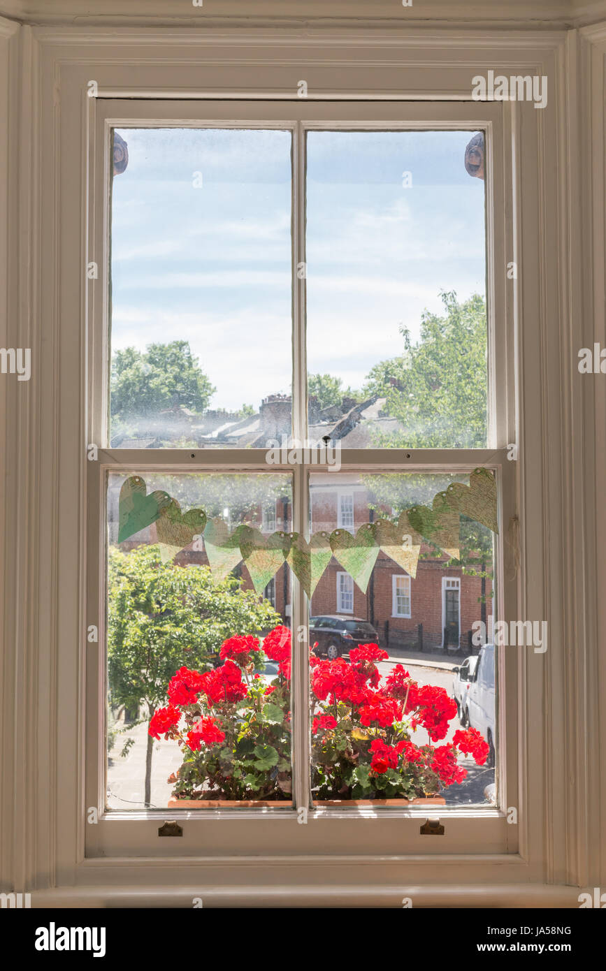 Interior of a Victorian British house with old wooden white windows and red  geraniums on the window sill facing a traditional English street Stock  Photo - Alamy
