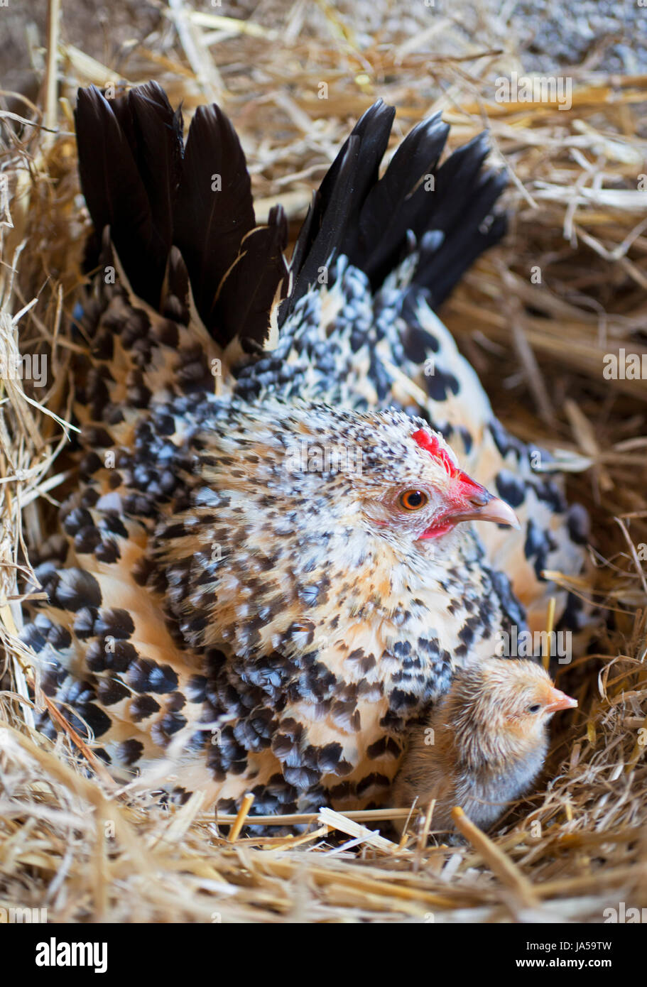 bantam chicken and chick in a nest Stock Photo Alamy