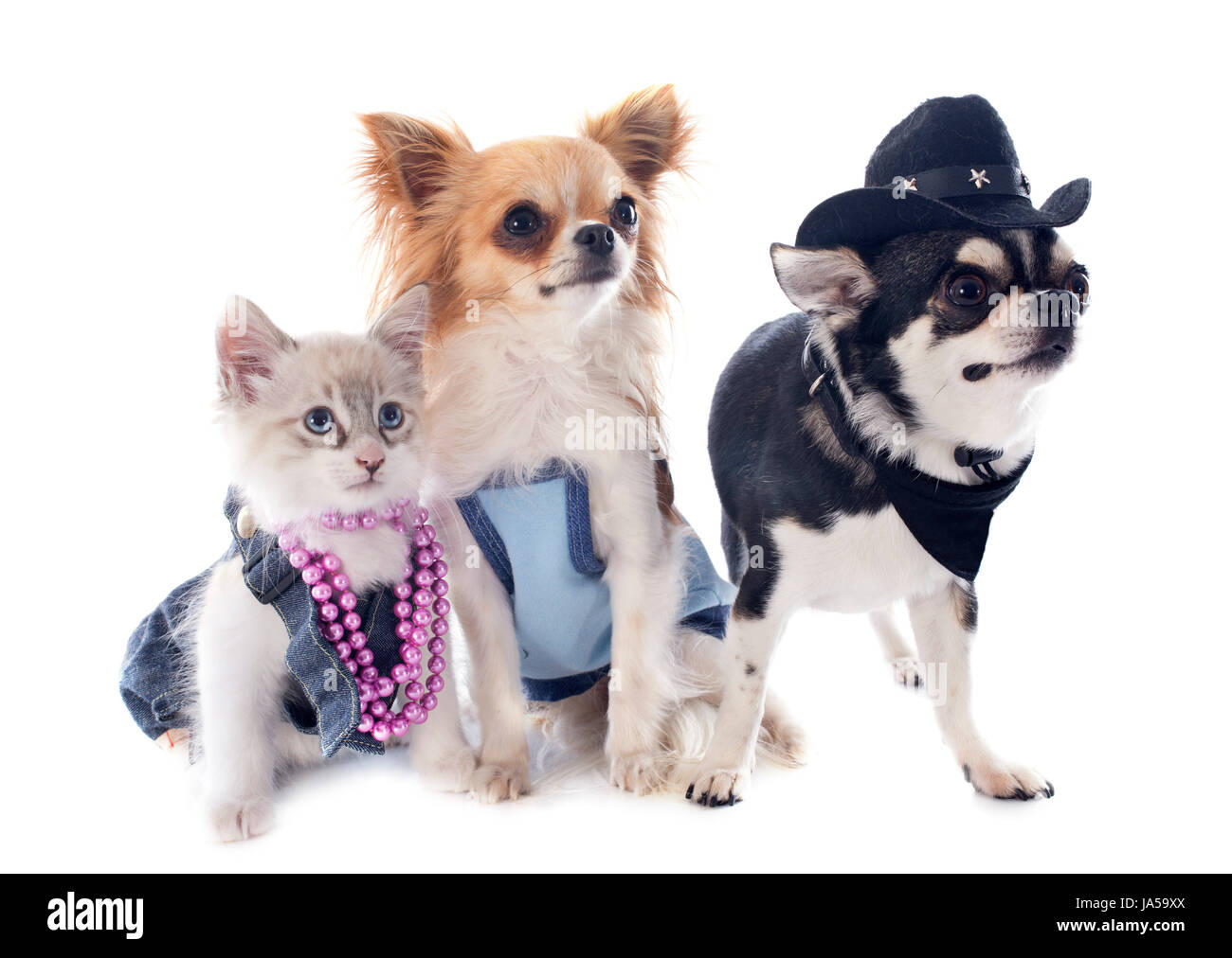 Cat dressed as dog hi res stock photography and images Alamy