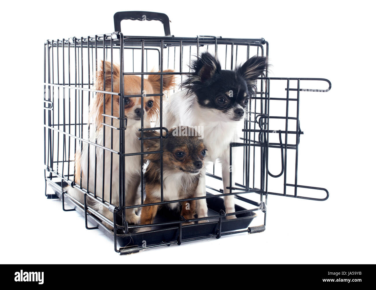 dog, puppy, cage, lock, isolated, animal, pet, traffic, transportation