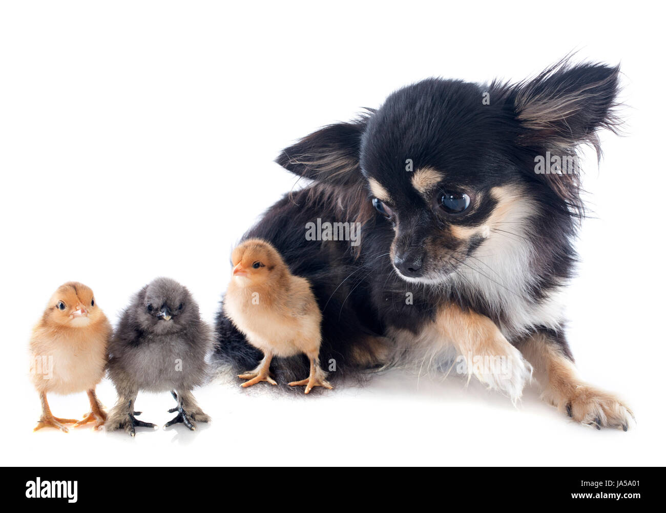 chicks of bantam and chihuahua on a white background Stock Photo