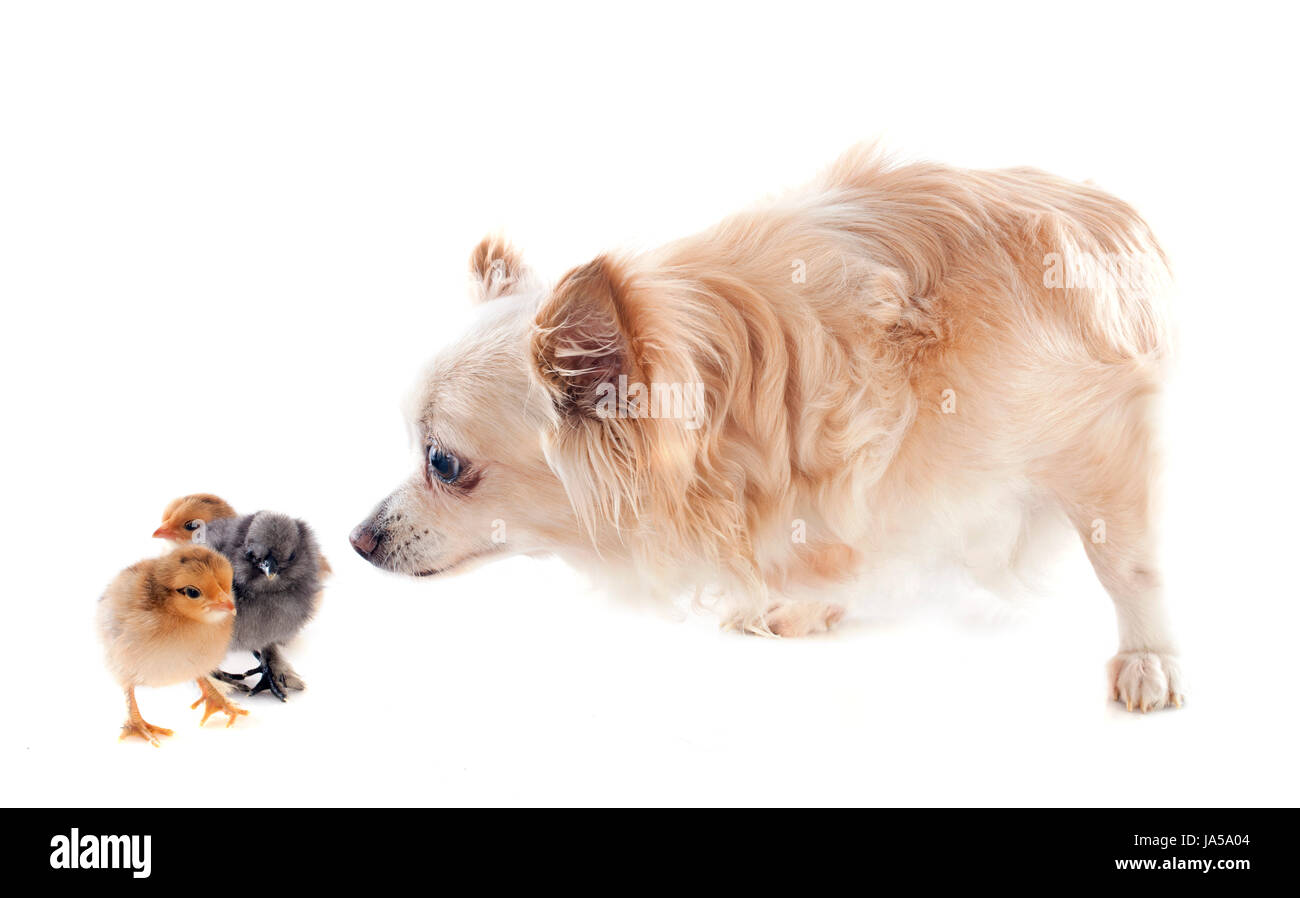 many chicks of bantam and chihuahua on a white background Stock Photo