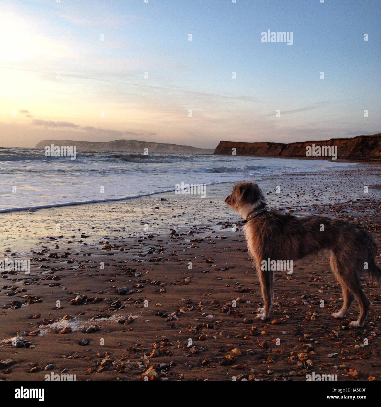 dog on the beach Stock Photo