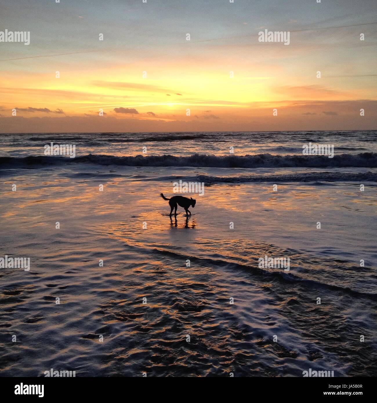 Dog on the beach at sunset Stock Photo