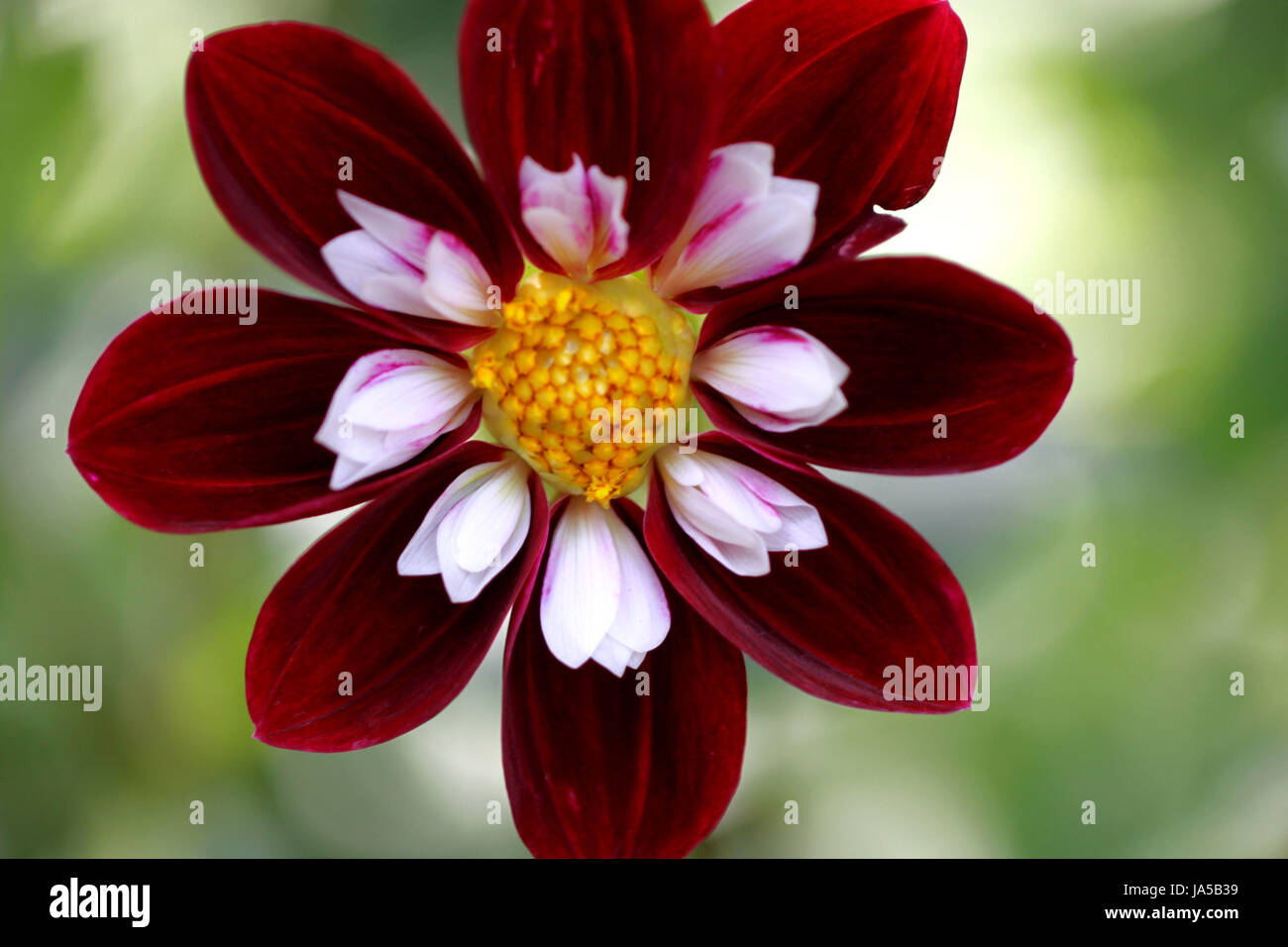 neck collar dahlia collerette Stock Photo