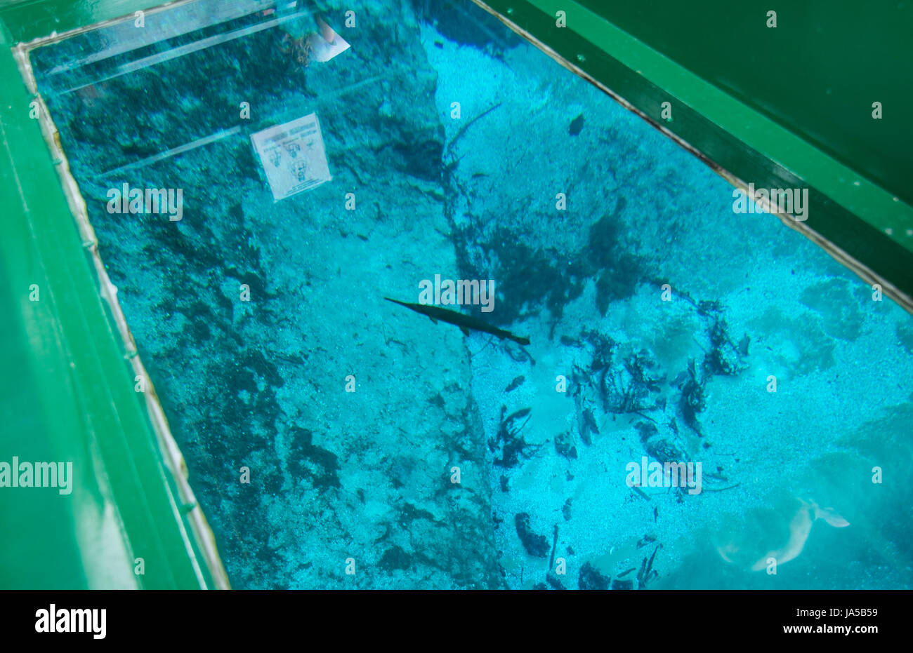 Silver Springs Florida one of oldest tourist attractions with glass bottom boat looking