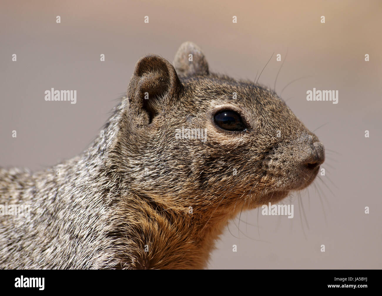 portrait, rodent, america, squirrel, profile, macro, close-up, macro admission, Stock Photo