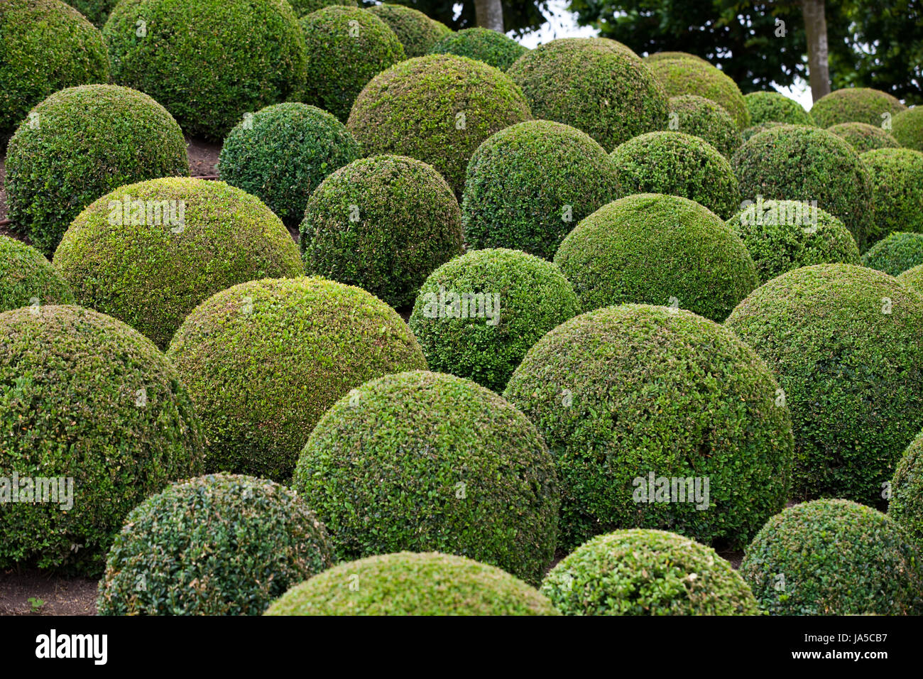 Boxwood hedge design hi-res stock photography and images - Alamy