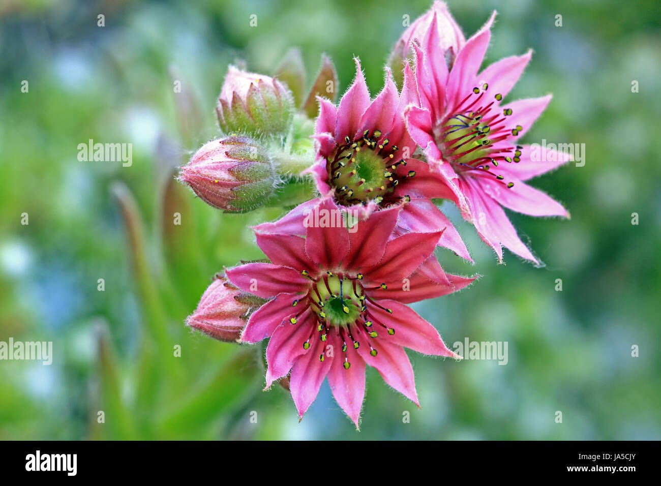 rockery, pink, macro, close-up, macro admission, close up view, flower, Stock Photo