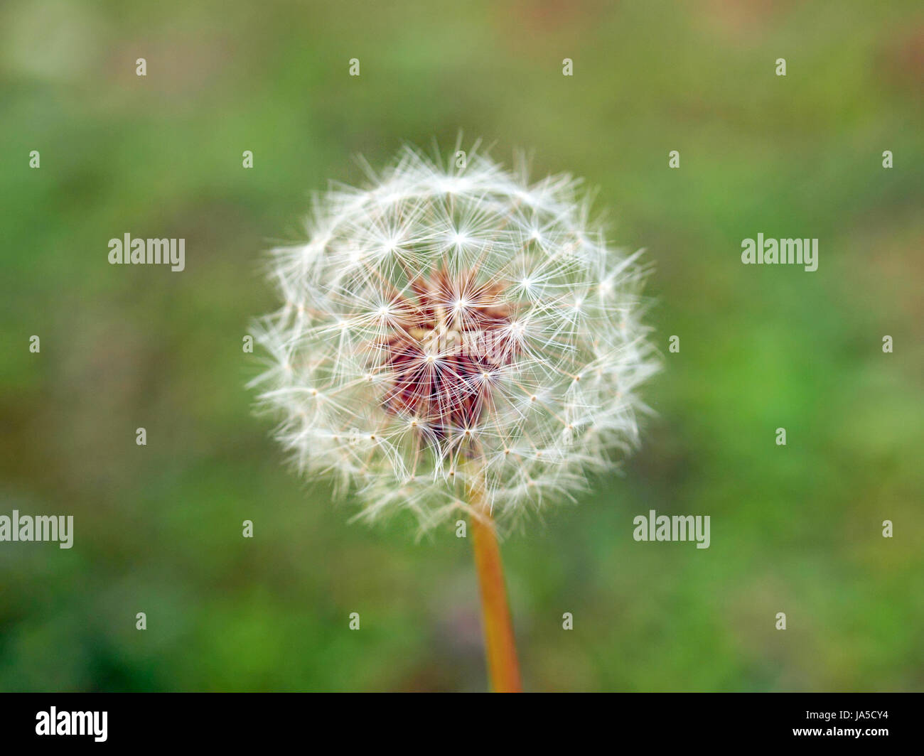 flower, plant, selective, meadow, grass, lawn, green, nature, natural, flower, Stock Photo