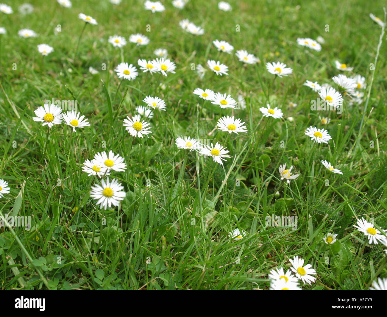 flower, plant, daisy, common, conjunct, flower, plant, vegetation ...