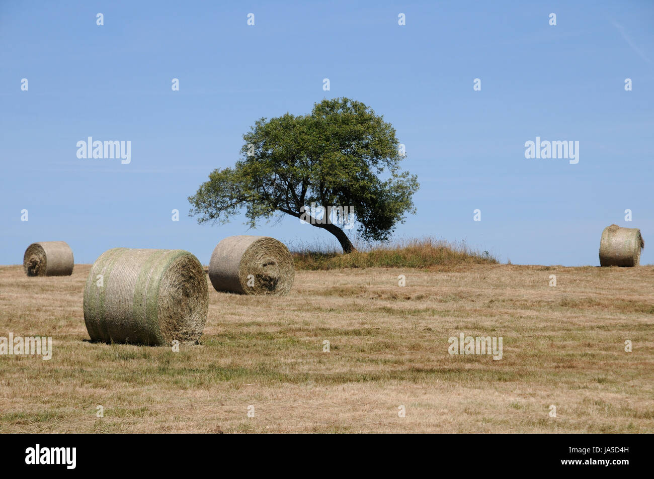 agriculture, farming, straw ball, tree, agriculture, farming, field, summer, Stock Photo
