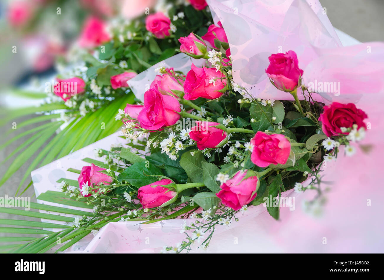 Celebrate Roses flower, rose, plant, celebrate, reveling, revels, celebrates, soft ...