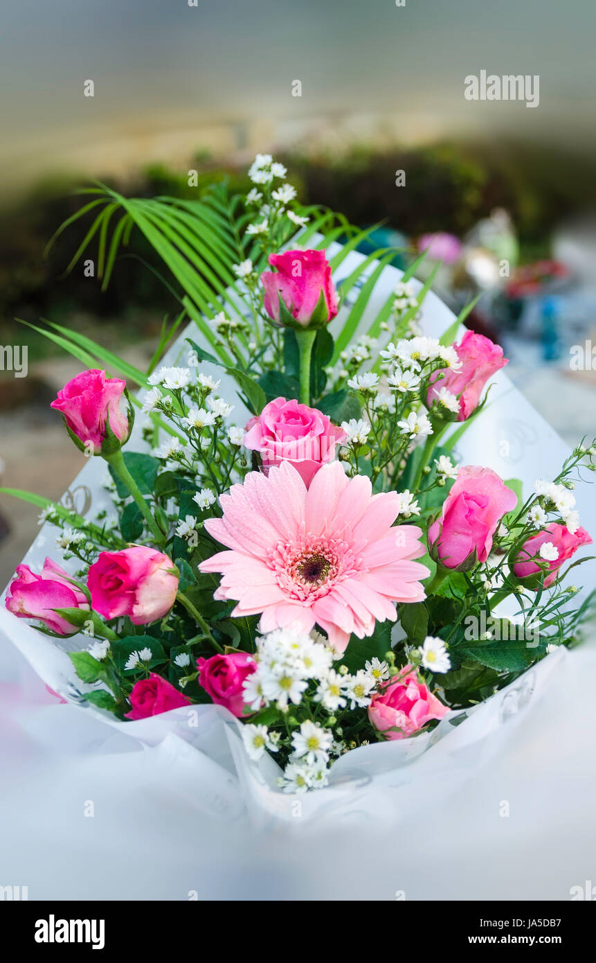 Celebrate Roses flower, rose, plant, celebrate, reveling, revels, celebrates, soft ...