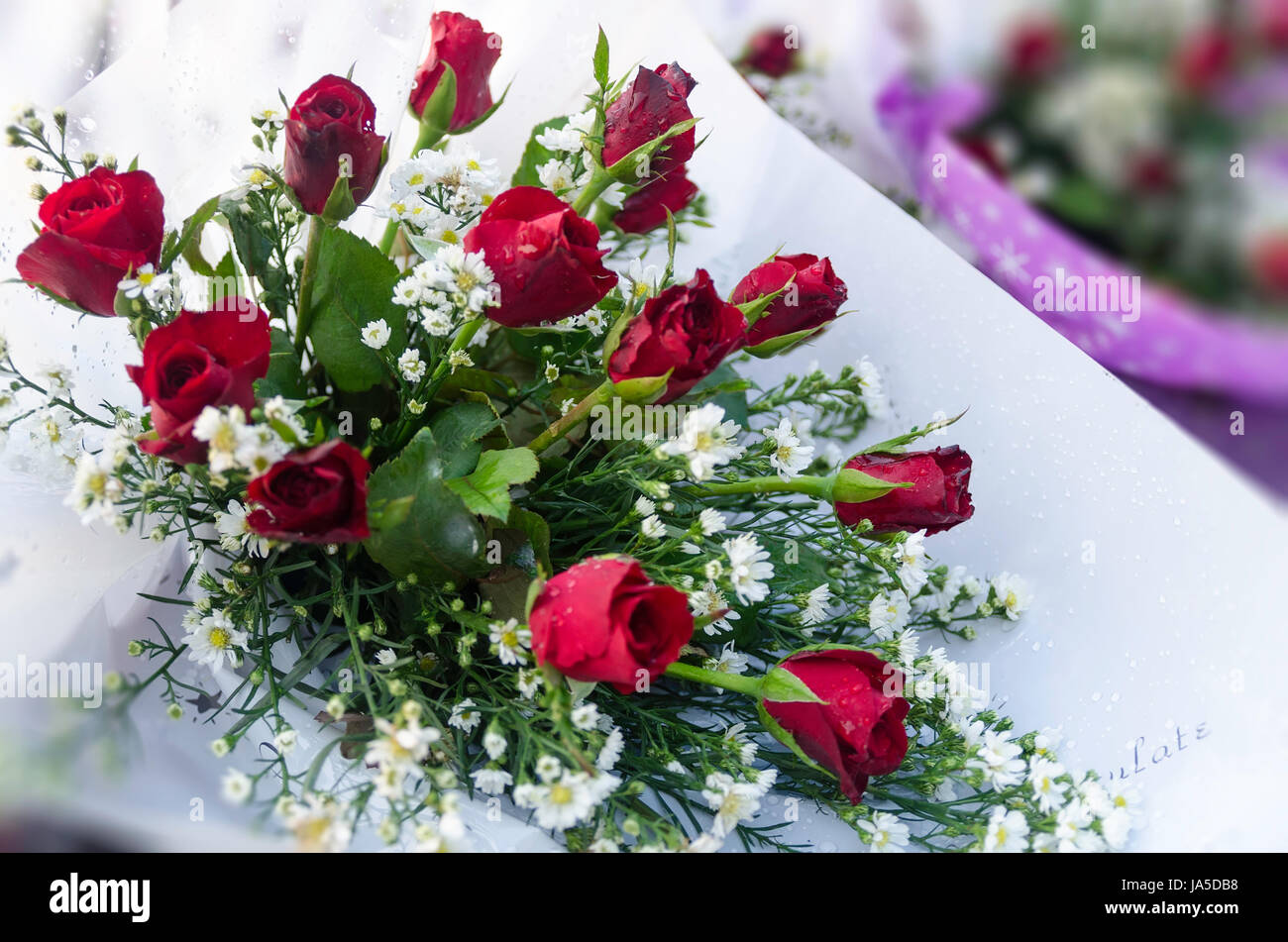 Celebrate Roses flower, rose, plant, celebrate, reveling, revels, celebrates, soft ...
