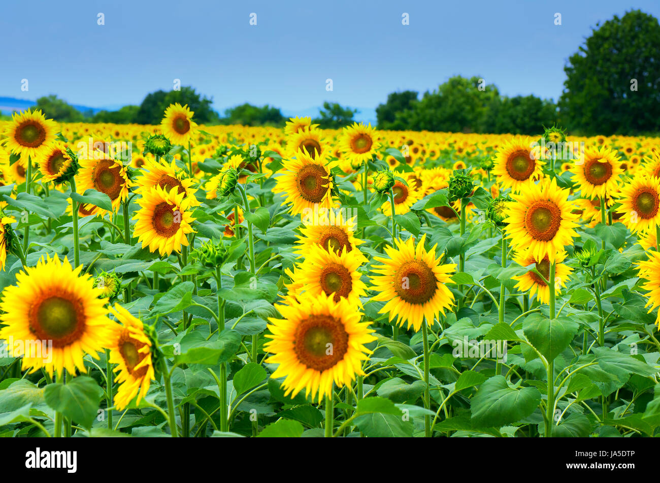 Field with sunflowers Stock Photo - Alamy
