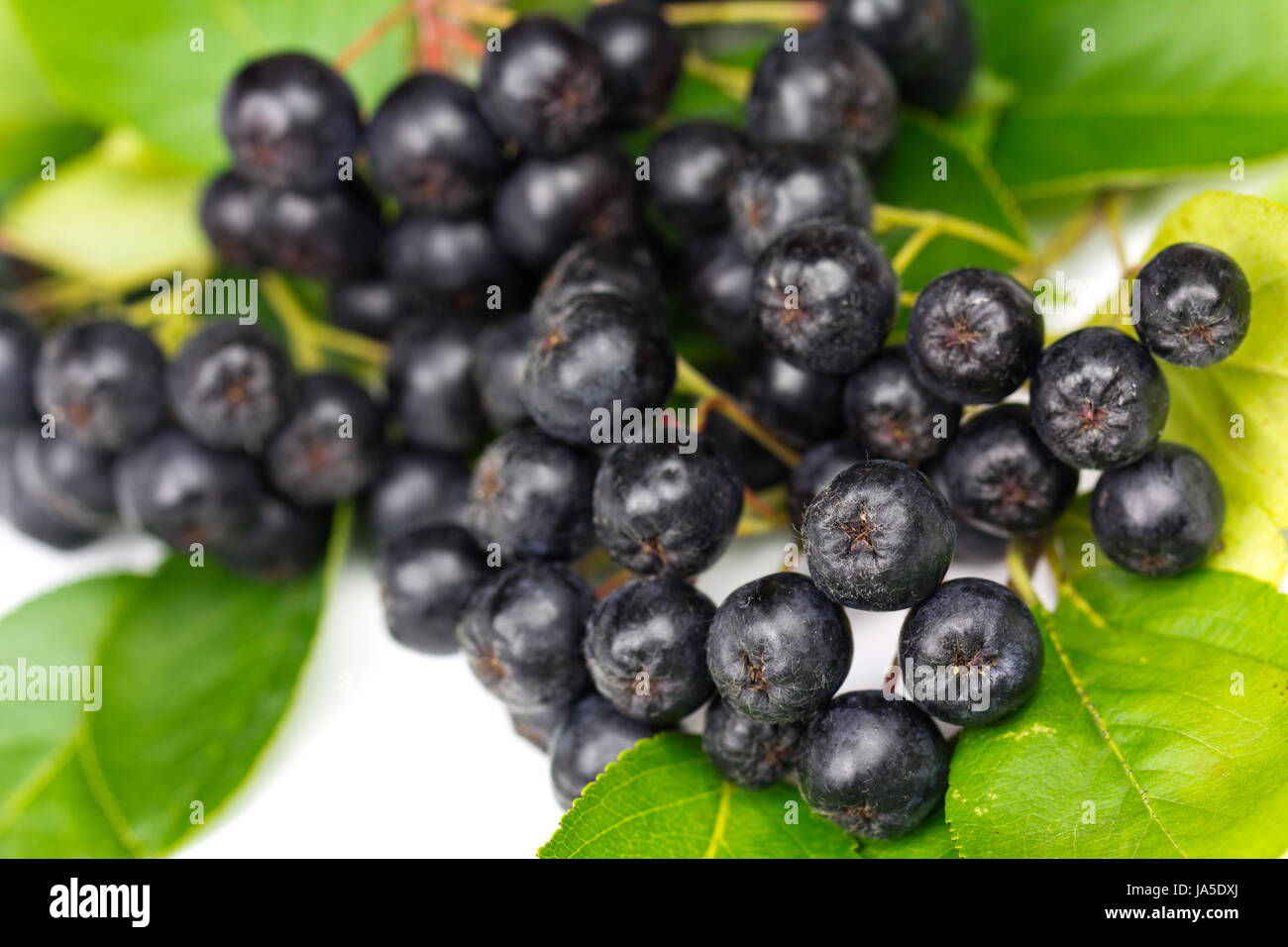 vitamine, sweetly, tree, green, agriculture, farming, ripe, cold, catarrh, Stock Photo