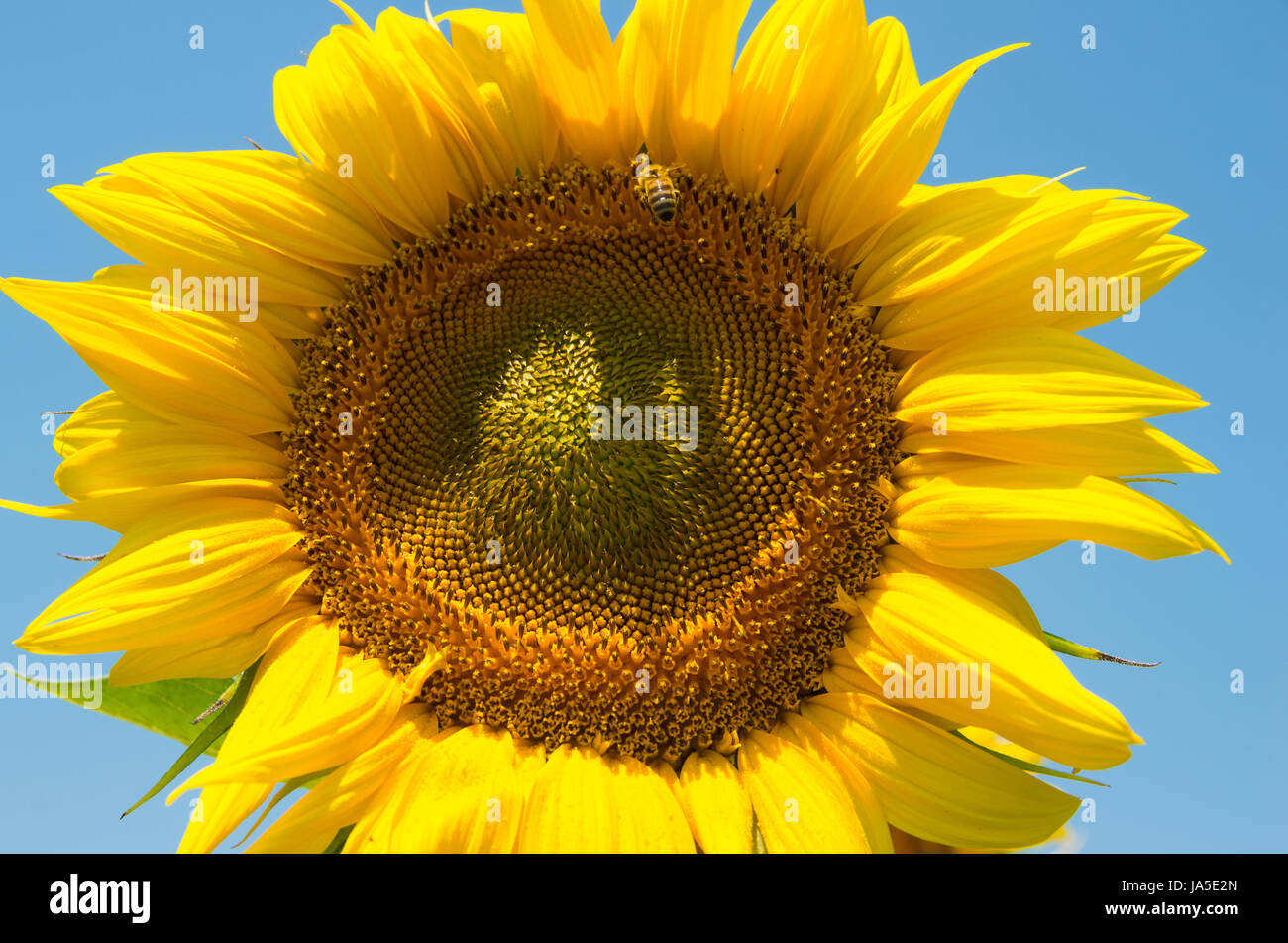 Bee collects sunflower pollen for honey Stock Photo - Alamy