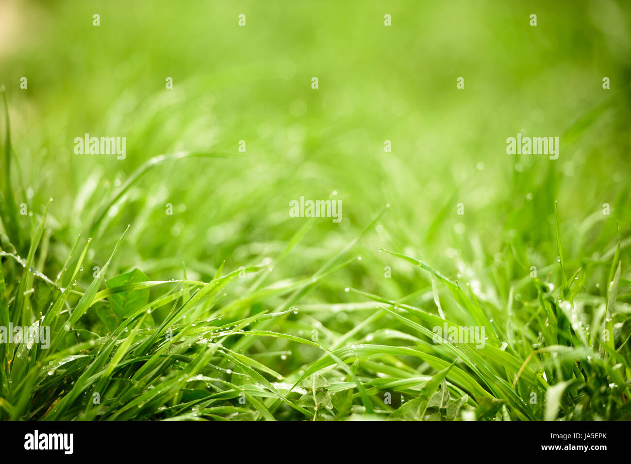 Nature Background Green Luscious Grass High Resolution Stock ...