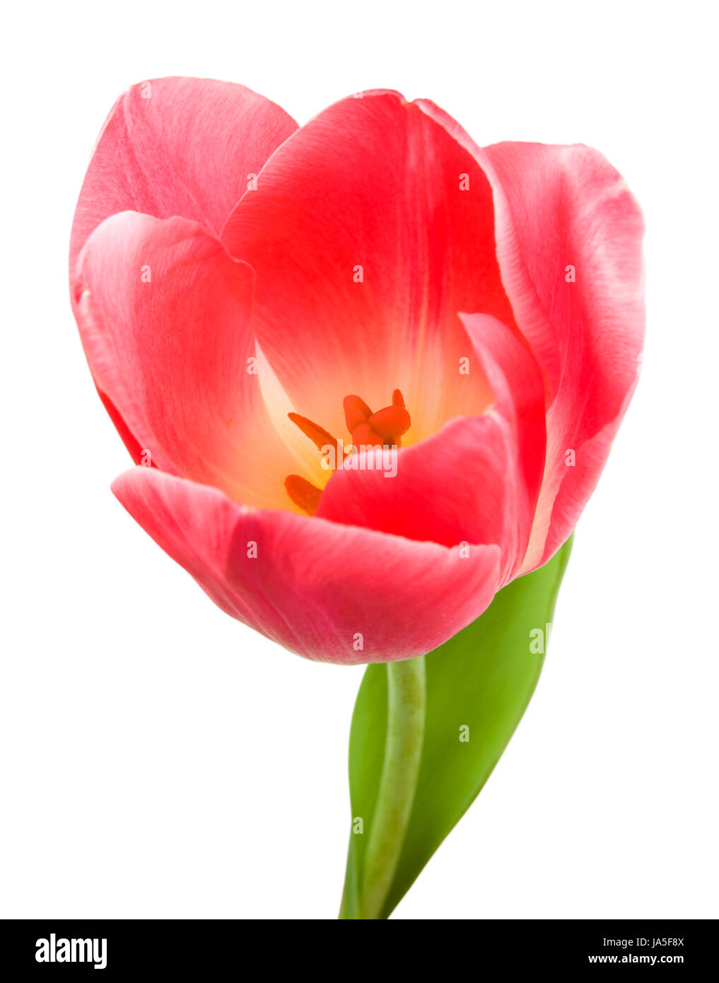 Beautiful pink tulip isolated on white background Stock Photo - Alamy