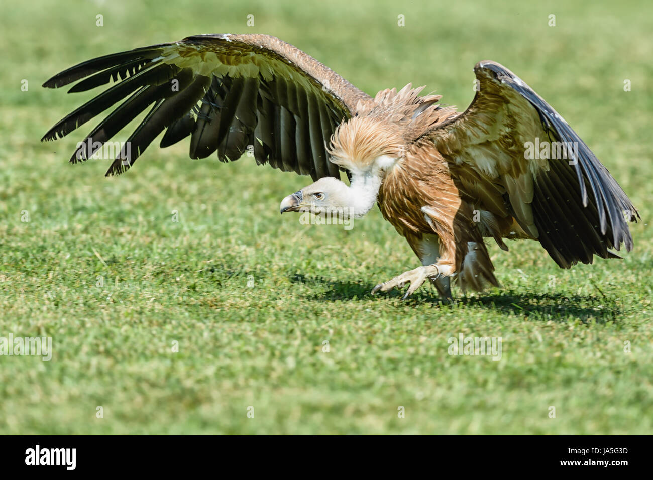 bird, birds, birds of prey, raptor, vulture, scavenger, predator, swinging, Stock Photo