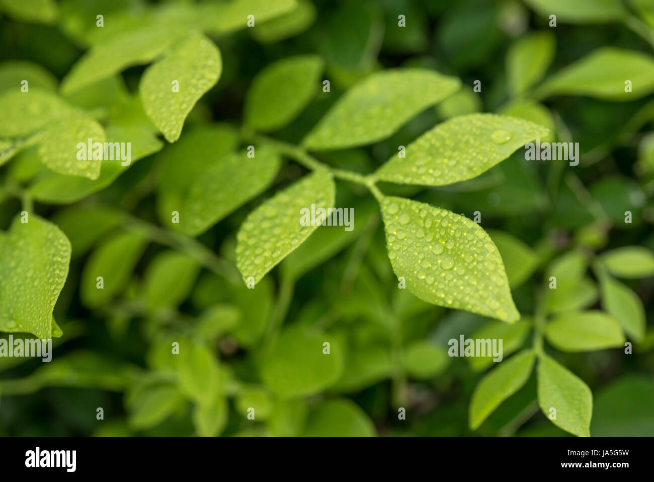 leaf, macro, close-up, macro admission, close up view, detail, life, exist, Stock Photo