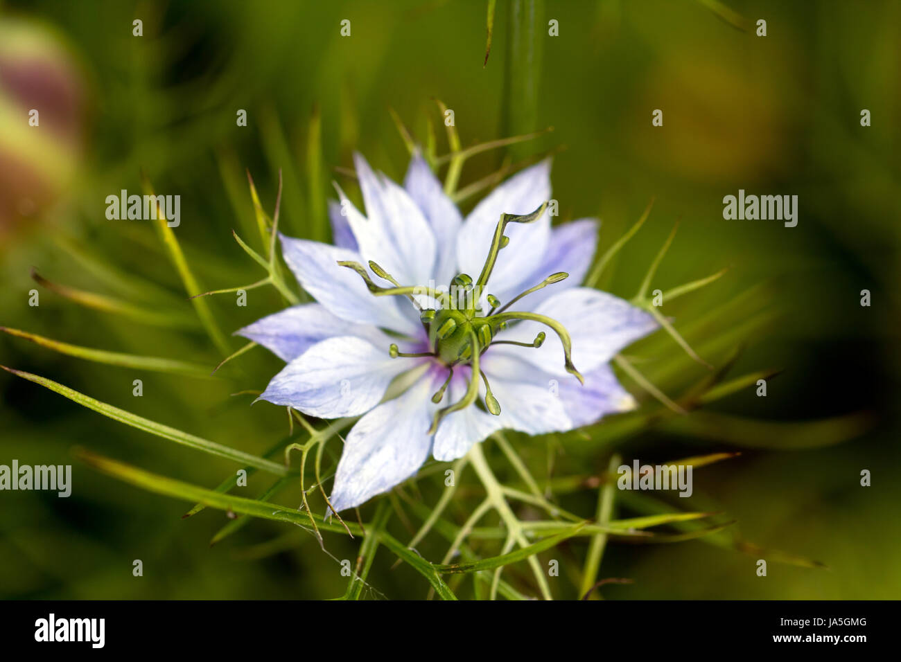 blue, beautiful, beauteously, nice, macro, close-up, macro admission, close up Stock Photo