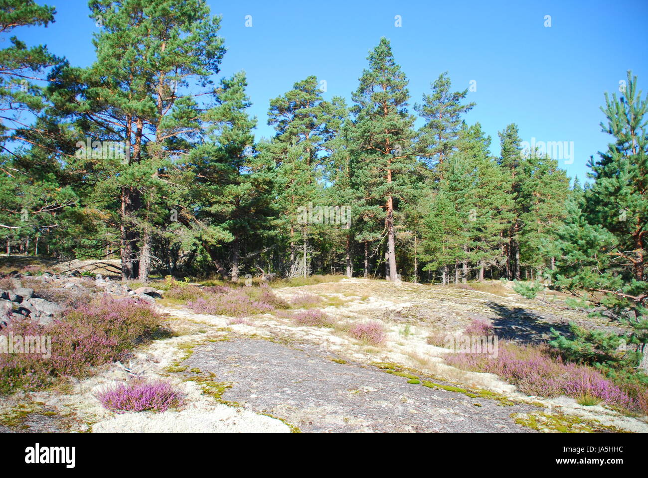 sweden, heather, forest, hill, mountains, plant, green, wild, pine, hike, go Stock Photo