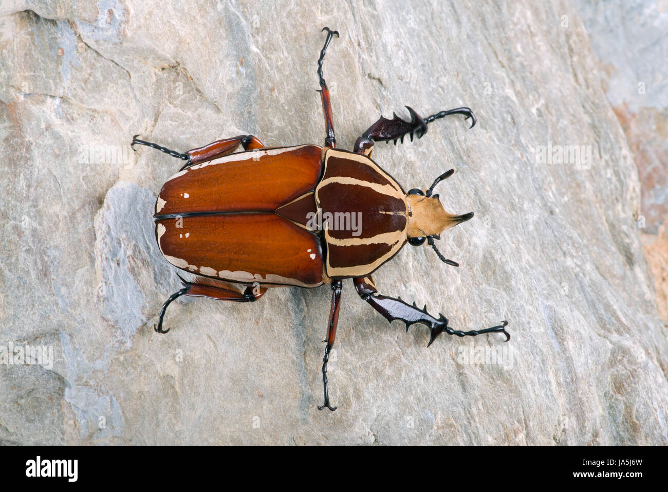 Giant Flower Beetle (Mecynorrhina torquata ugandensis) Stock Photo