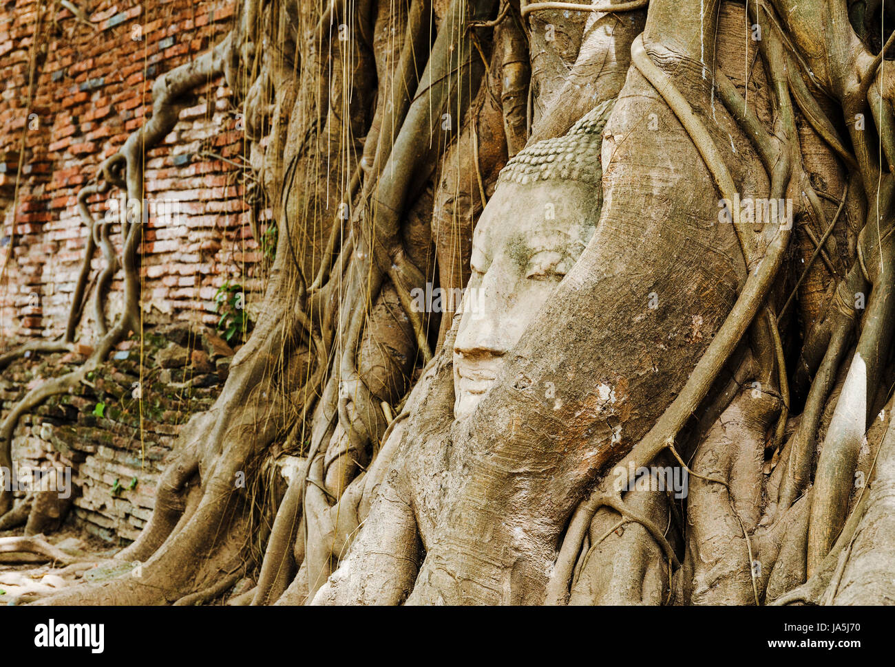 religious, temple, monument, culture, tree, statue, trunk, buddha, wall