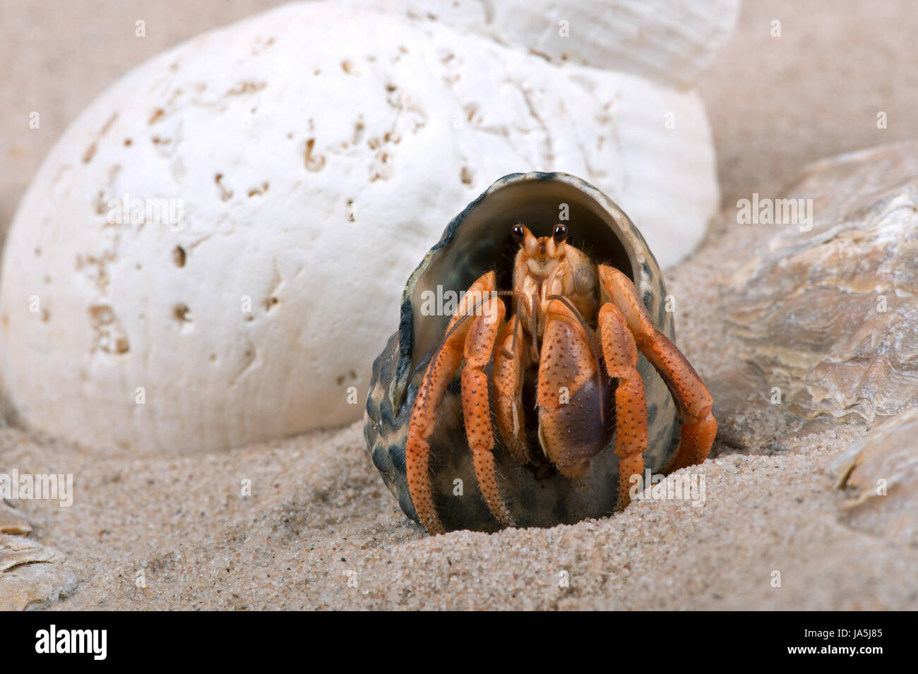 Caribbean Hermit Crab (Coenobita clypeatus) Stock Photo