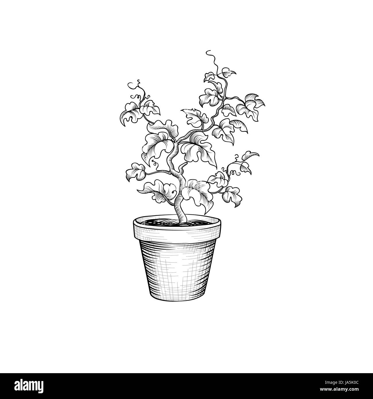 Floral pot. Decorative bonsai isolated. Plant with leaves engraving. Decorative grape tree