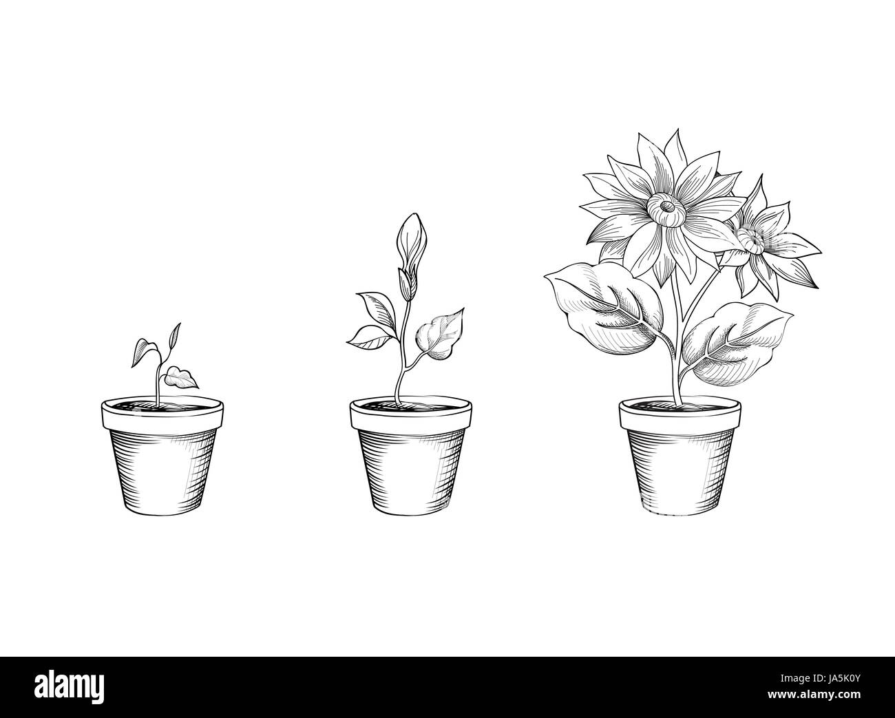 potted plant drawing