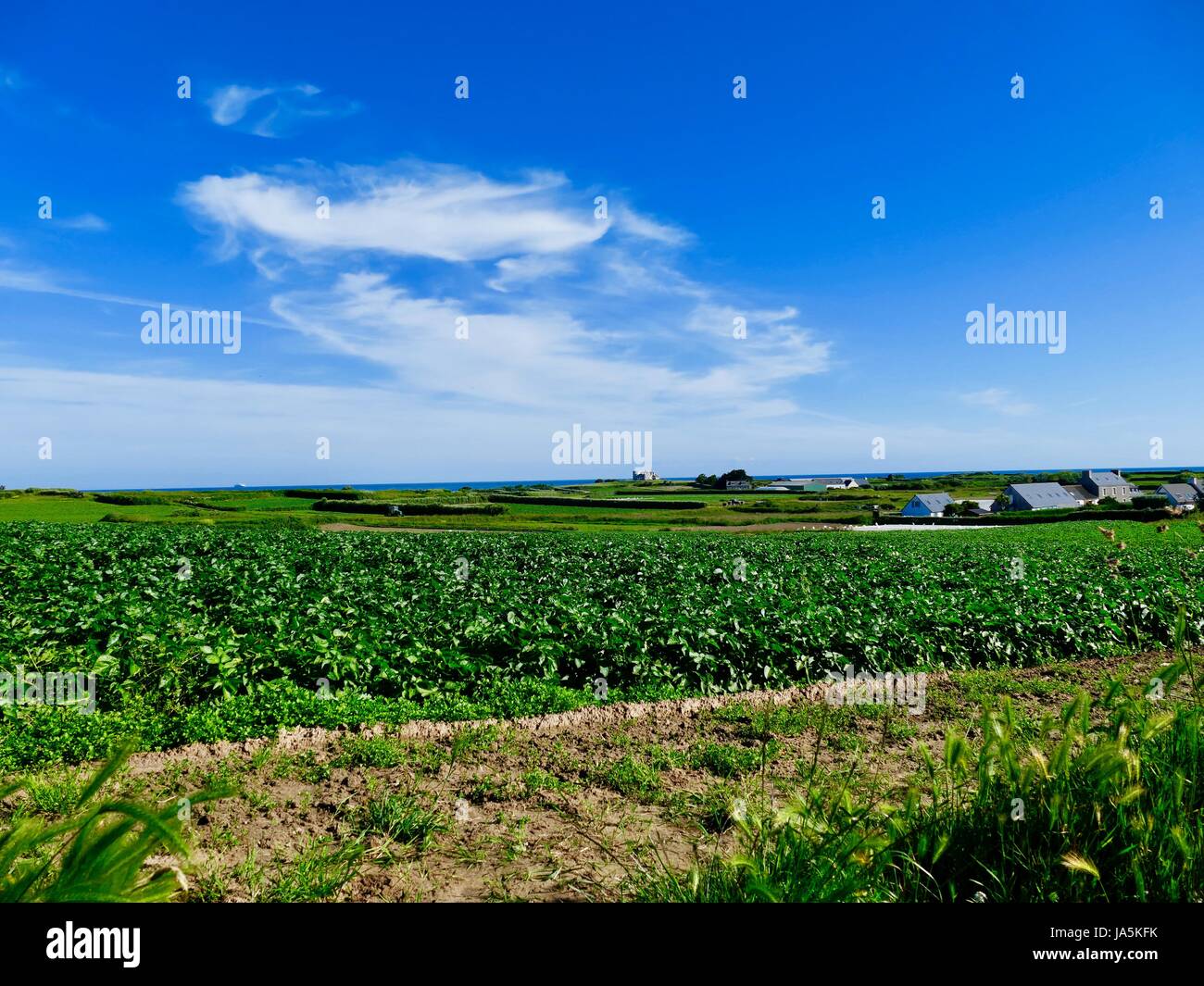 Looking across planted fields. Île de Batz, France Stock Photo