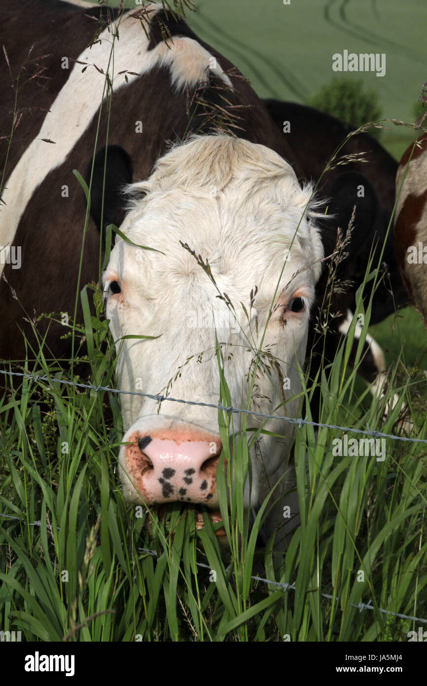 animal, cow, bovine, farm animal, animal, nose, cow, bovine, moist