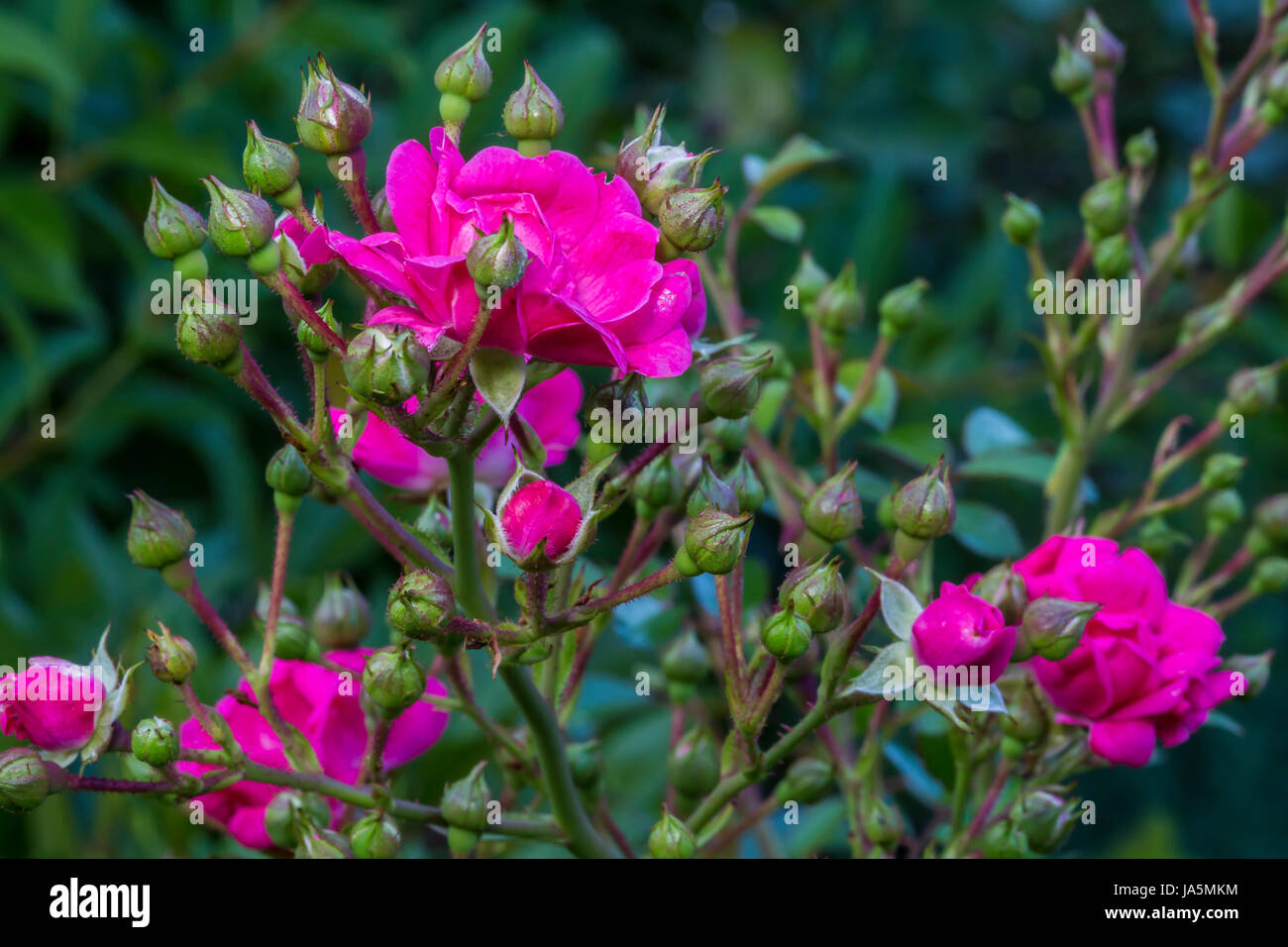 leaf, object, single, isolated, flower, plant, rose, green, bloom, blossom, Stock Photo