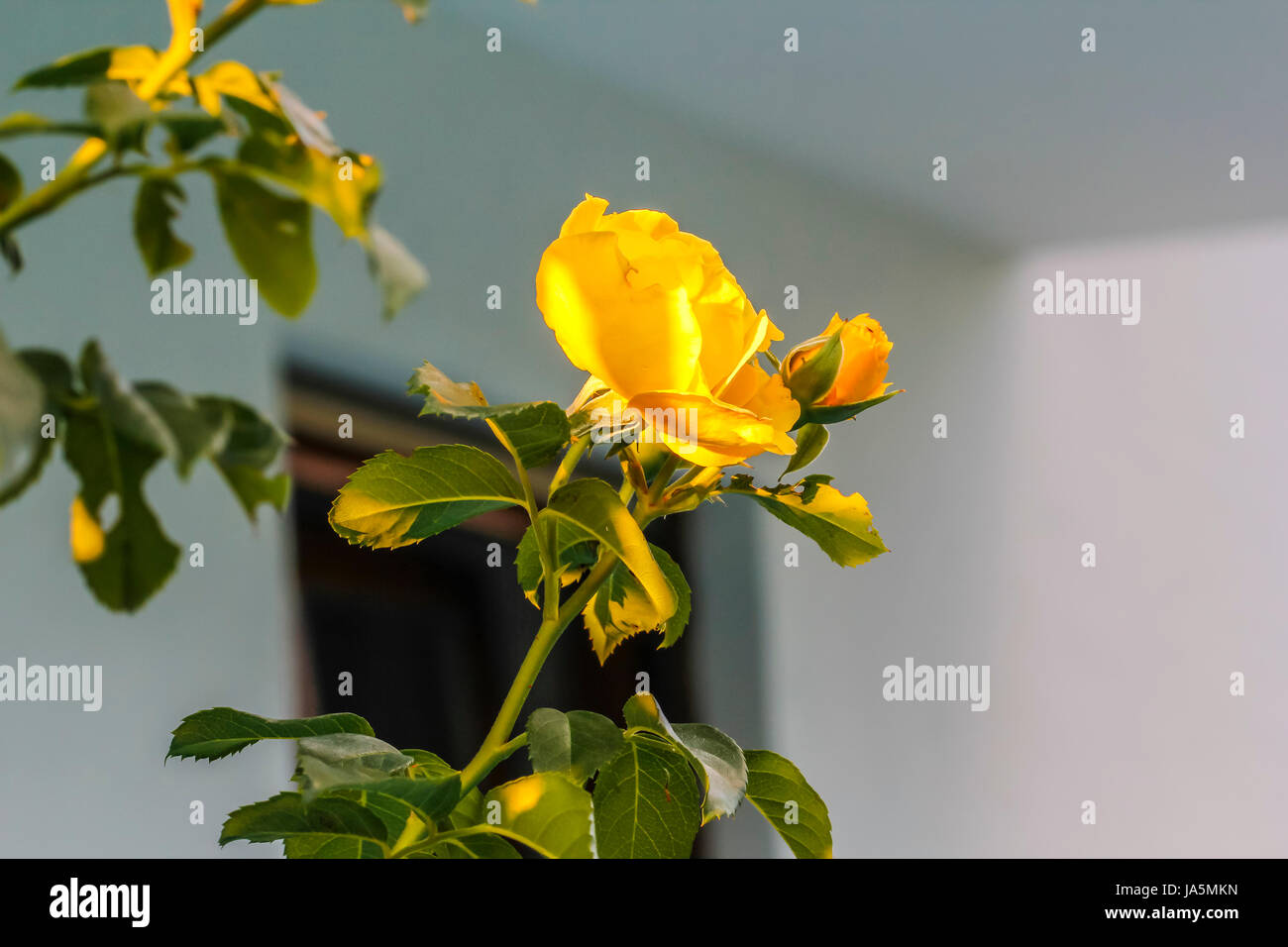 leaf, object, single, isolated, flower, plant, rose, green, bloom, blossom, Stock Photo
