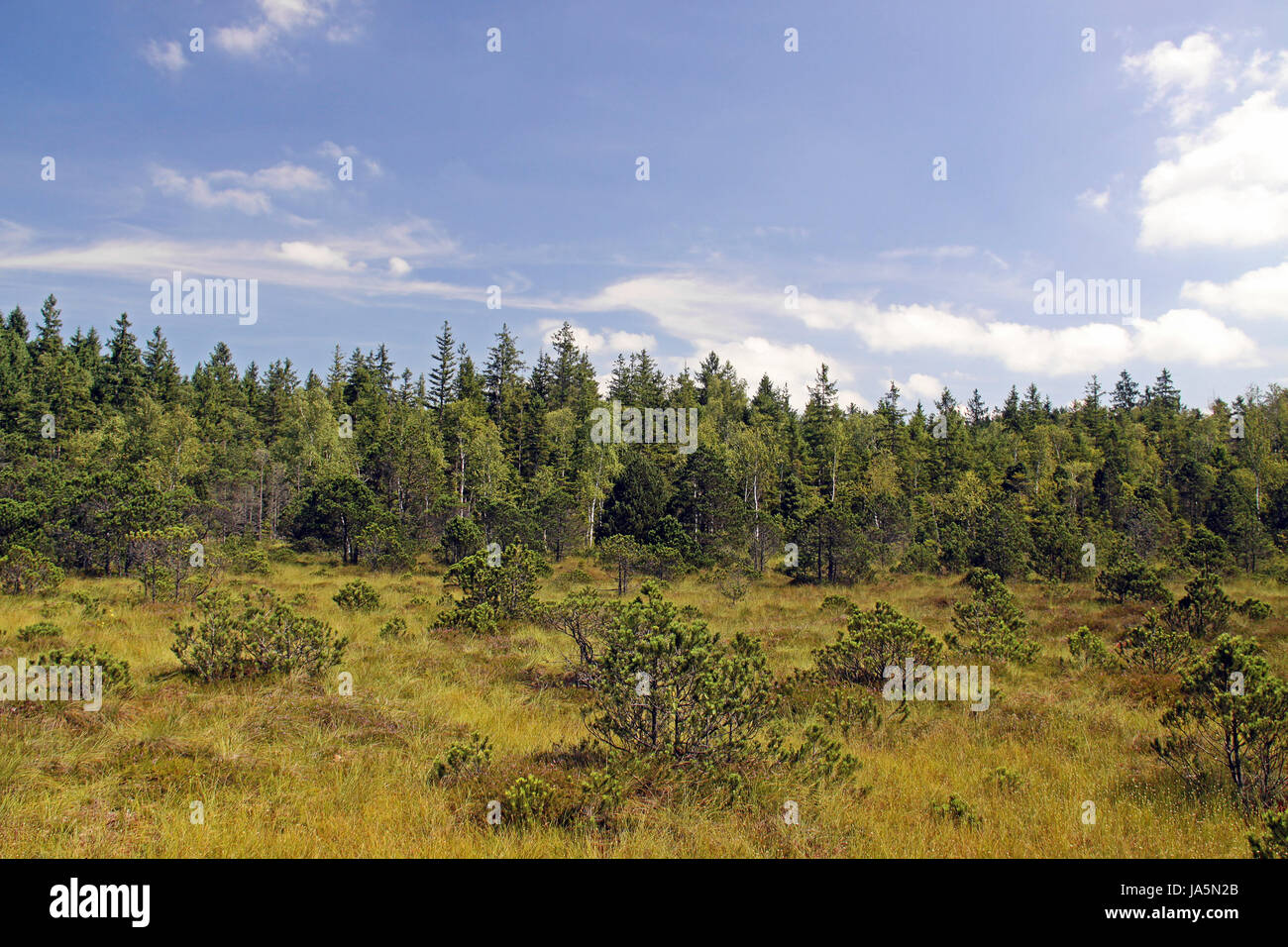 fen, moss, alps, conservation of nature, nature-sanctuary, fen, moss, mountain Stock Photo