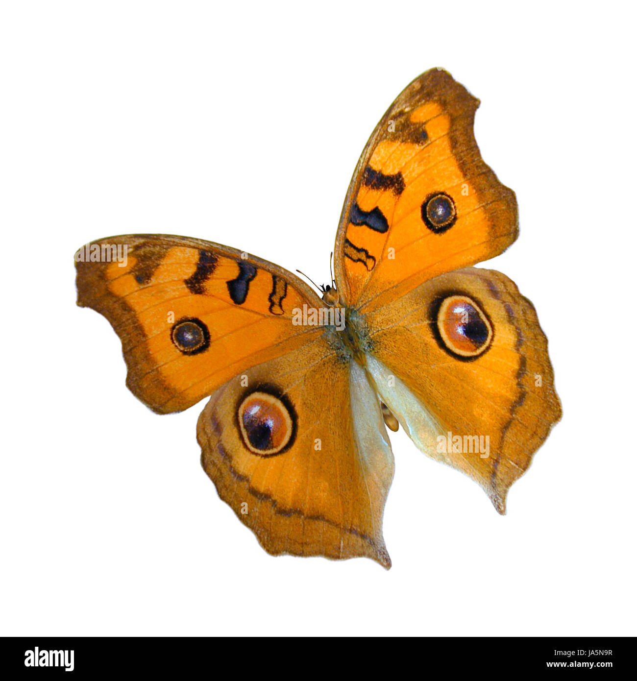 beautiful, beauteously, nice, isolated, colour, animal, insect, fauna, Stock Photo