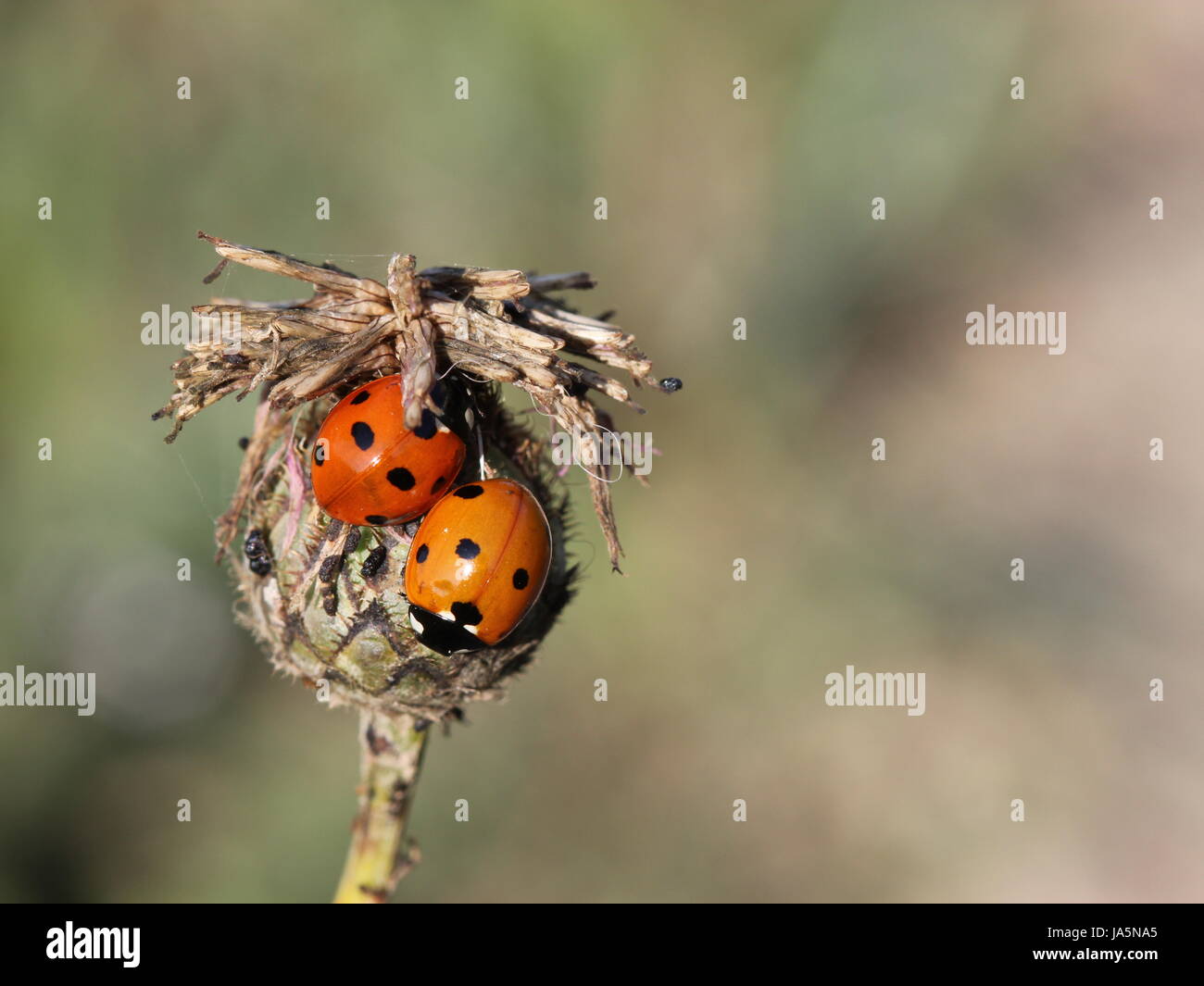 two ladybugs on withered greater knapweed Stock Photo