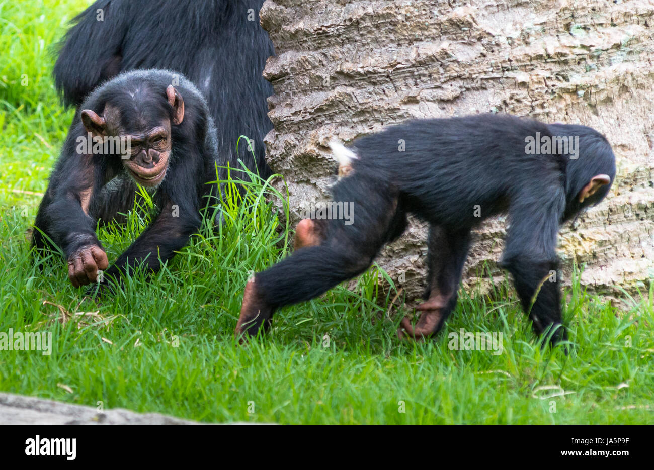 Two baby Chimpanzees playing Stock Photo